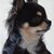 Goedbloeds Bambi Chihuahuas Goedbloeds Bambi Chihuahuas