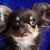 VIDA LA ESPERANZA CHIHUAHUA KENNEL VIDA LA ESPERANZA CHIHUAHUA KENNEL