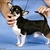 VIDA LA ESPERANZA CHIHUAHUA KENNEL VIDA LA ESPERANZA CHIHUAHUA KENNEL