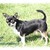 VIDA LA ESPERANZA CHIHUAHUA KENNEL VIDA LA ESPERANZA CHIHUAHUA KENNEL