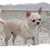VIDA LA ESPERANZA CHIHUAHUA KENNEL VIDA LA ESPERANZA CHIHUAHUA KENNEL