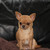 VIDA LA ESPERANZA CHIHUAHUA KENNEL VIDA LA ESPERANZA CHIHUAHUA KENNEL
