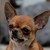 VIDA LA ESPERANZA CHIHUAHUA KENNEL VIDA LA ESPERANZA CHIHUAHUA KENNEL