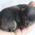 VIDA LA ESPERANZA CHIHUAHUA KENNEL VIDA LA ESPERANZA CHIHUAHUA KENNEL