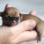 VIDA LA ESPERANZA CHIHUAHUA KENNEL VIDA LA ESPERANZA CHIHUAHUA KENNEL