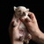 VIDA LA ESPERANZA CHIHUAHUA KENNEL VIDA LA ESPERANZA CHIHUAHUA KENNEL