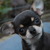 VIDA LA ESPERANZA CHIHUAHUA KENNEL VIDA LA ESPERANZA CHIHUAHUA KENNEL