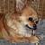 Chihuahuakennel van Guldemond (F.C.I. erkend) Chihuahuakennel van Guldemond (F.C.I. erkend)