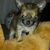 Chihuahua-true-love