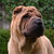 Full of Fire Sharpei