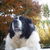 Landseer