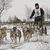 sledehonden trainingskamp Pampa Belgie sledehonden trainingskamp Pampa Belgie