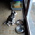 Siberische Husky Siberische Husky
