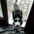 Siberische Husky Siberische Husky