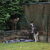 Siberische Husky Siberische Husky