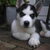 Siberische Husky Siberische Husky