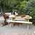 Queenstone Ierse Setters Queenstone Ierse Setters
