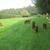 Queenstone Ierse Setters Queenstone Ierse Setters