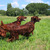 Queenstone Ierse Setters Queenstone Ierse Setters
