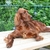 Queenstone Ierse Setters Queenstone Ierse Setters