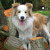 Sharilin Border Collie's Sharilin Border Collie's
