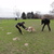Laekense herders van de ambijerheide