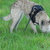 Laekense herders van de ambijerheide