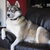 Siberische Husky Siberische Husky