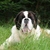 Dogwatcher's Paradise