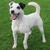 Parson Russell Terrier Sergeyssels 