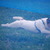 Parson Russell Terrier Sergeyssels 