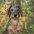 of Koekkoek's Rott's