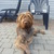 Duitse Staande Hond, Draadhaar