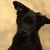 Chien Noble, Perro sin pelo del Perú