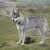 Siberische Husky Siberische Husky