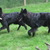 De la Ferme Farouche De la Ferme Farouche