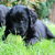 Flat Coated Retriever