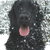 Flat Coated Retriever