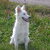 Zwitserse Witte Herder