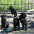 Kennel v/h Samerithahof ( Riesenschnauzer Zwart)