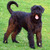 Kennel v/h Samerithahof ( Riesenschnauzer Zwart)