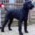 Kennel v/h Samerithahof ( Riesenschnauzer Zwart)