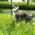Siberische Husky Siberische Husky