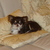 chihuahua-lovers chihuahua-lovers