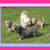 chihuahua-lovers chihuahua-lovers