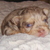 chihuahua-lovers chihuahua-lovers