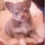 chihuahua-lovers chihuahua-lovers