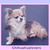 chihuahua-lovers chihuahua-lovers