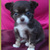chihuahua-lovers chihuahua-lovers