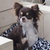 chihuahua-lovers chihuahua-lovers